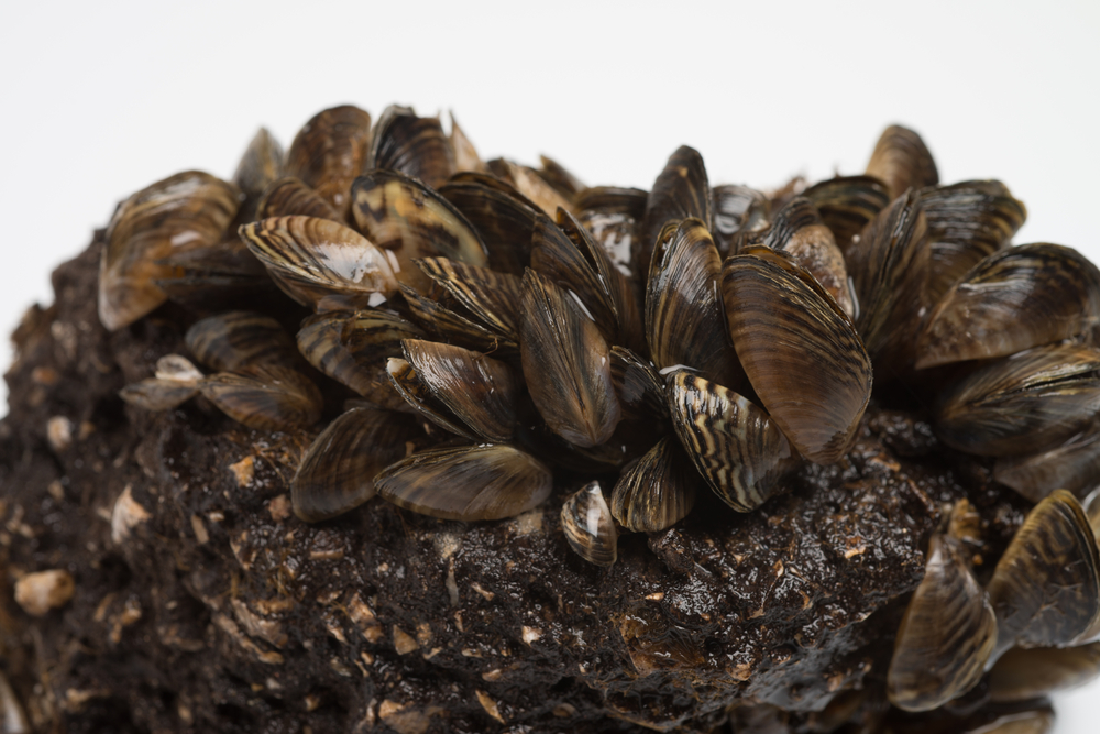 A pile of zebra mussels