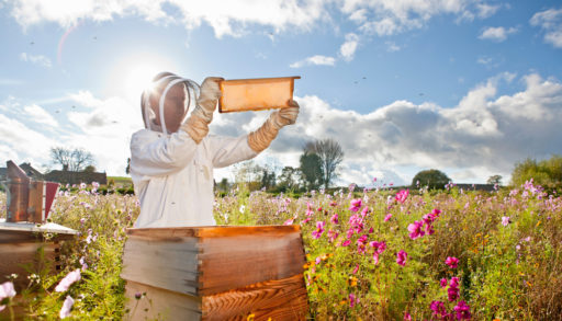 Wide shot of a beekeeper holding the beehive frame filled with honey against the sunlight in the field full of flowers