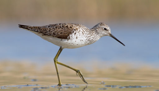 Marsh sandpiper - Tringa stagnatilis walking through shallow water