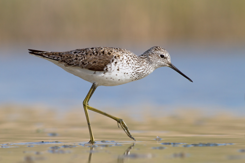 Marsh sandpiper - Tringa stagnatilis walking through shallow water