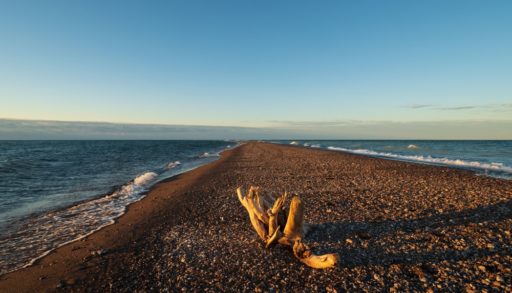 Driftwood casting long shadow on the pebble beach at sunrise at the Point Pelee tip of the Point Pelee National Park, essex county