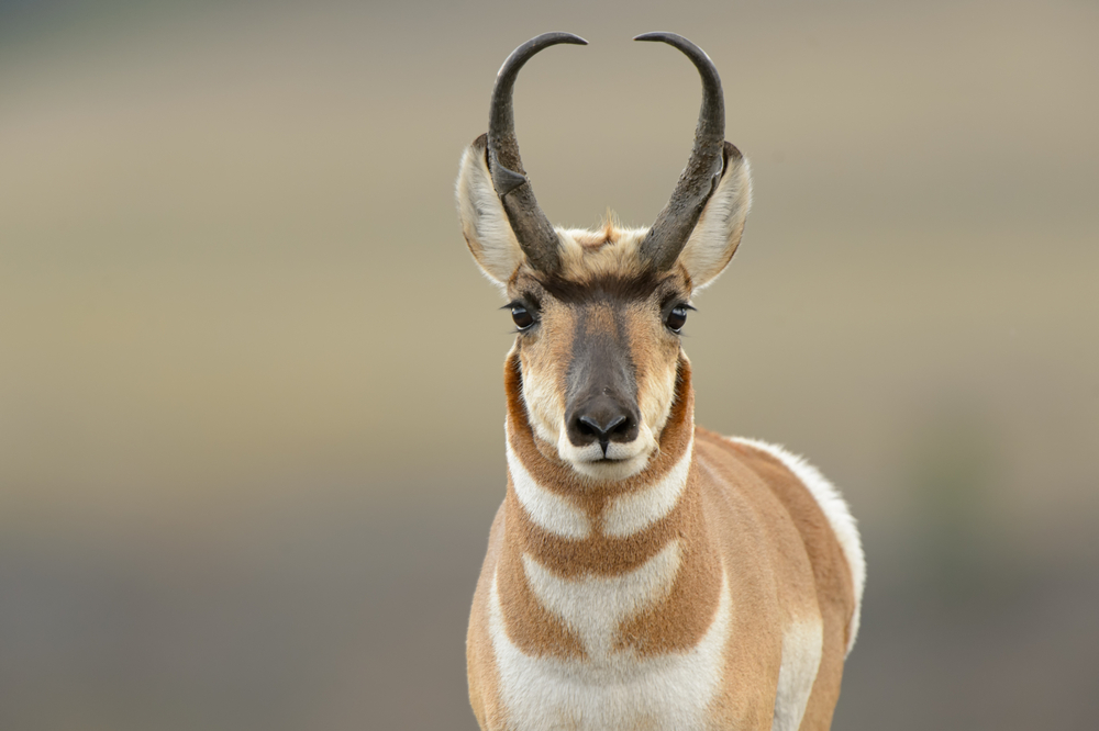 A pronghorn antelope facing the camera