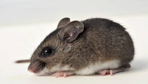 Close-up of a deer mouse on a white background