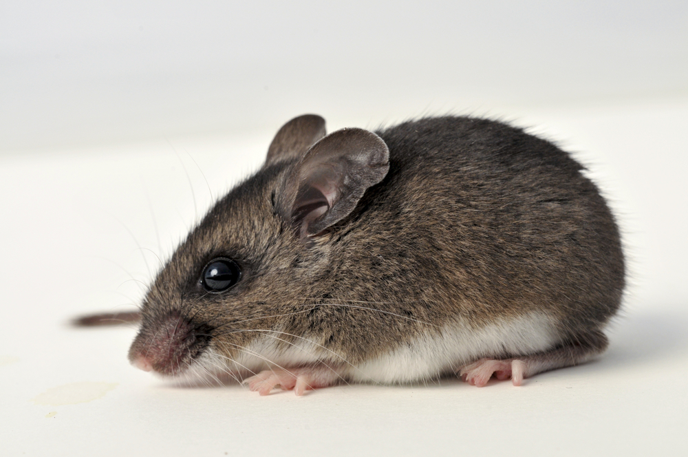 Close-up of a deer mouse on a white background