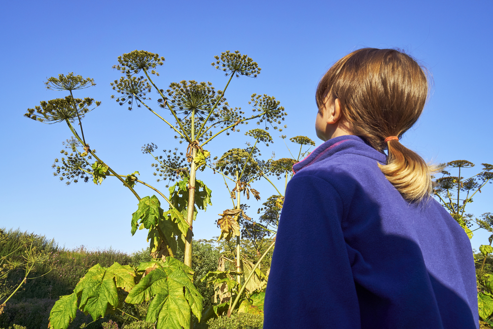 A young girl standing in front of a giant hogweed plant