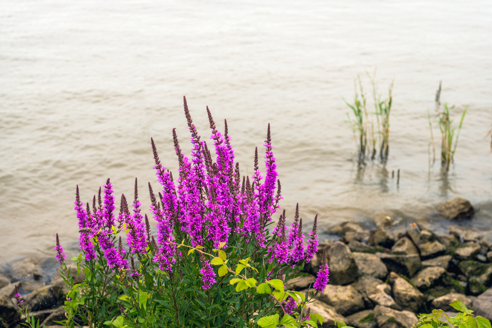Flowering purple loosestrife near the shore
