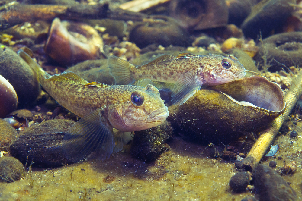 An underwater shot of a cluster of round goby