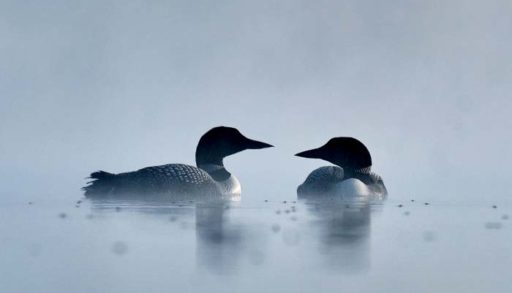Two loons float on a still, misty lake.