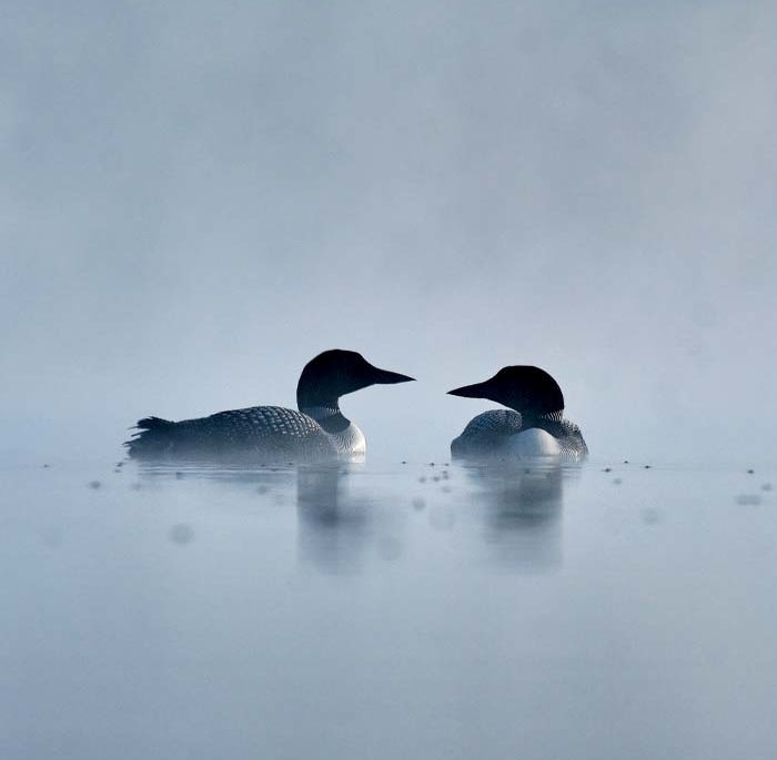 Two loons float on a still, misty lake.