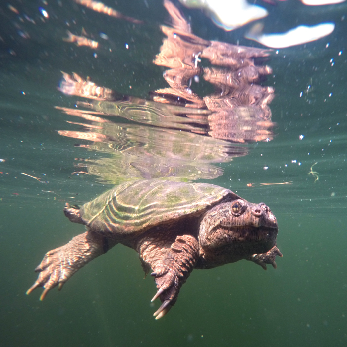 An underwater shot of a turtle swimming, just below the surface of the water.