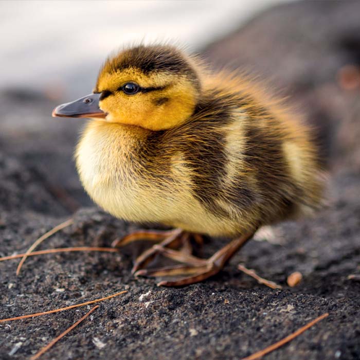 A small brown and yellow duckling sits on a rock by the lake.