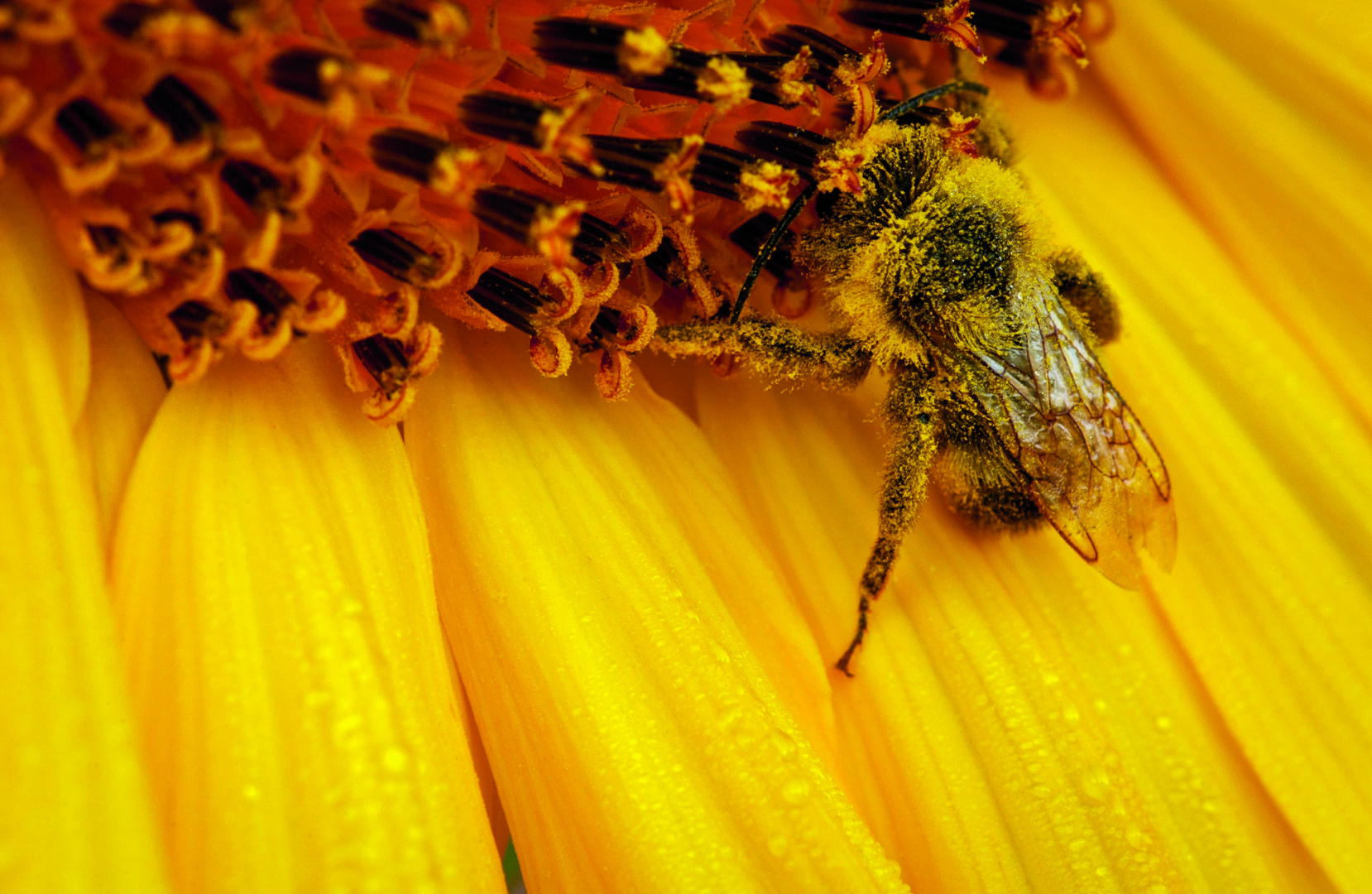 A fuzzy bee, covered in pollen, sits on the petal of a bright yellow sunflower.