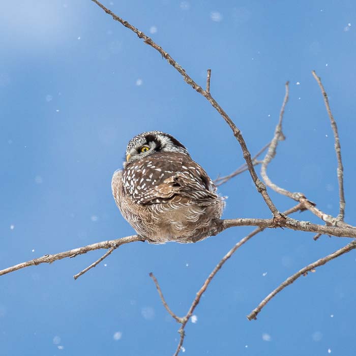 A northern hawk owl perched on a branch in front of a clear blue sky.