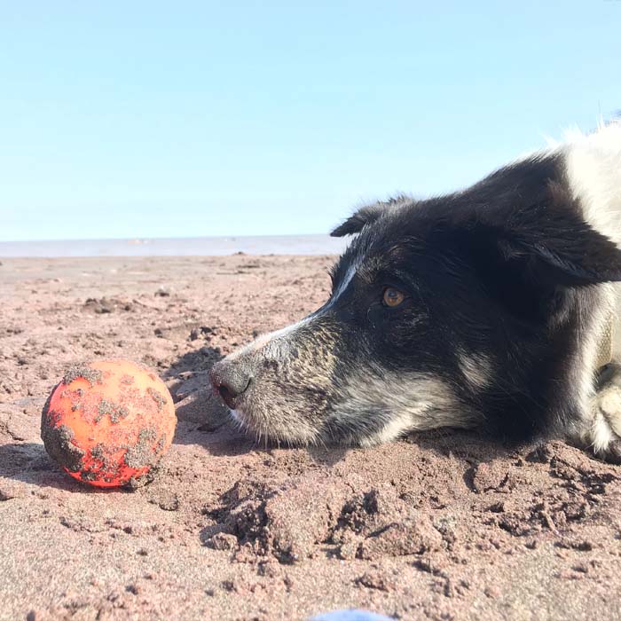 A border collie lays on a sandy lake beach and stares at an orange ball.