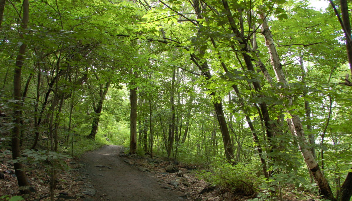 Path enclosed by tall green trees.