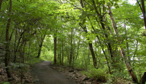 Path enclosed by tall green trees.