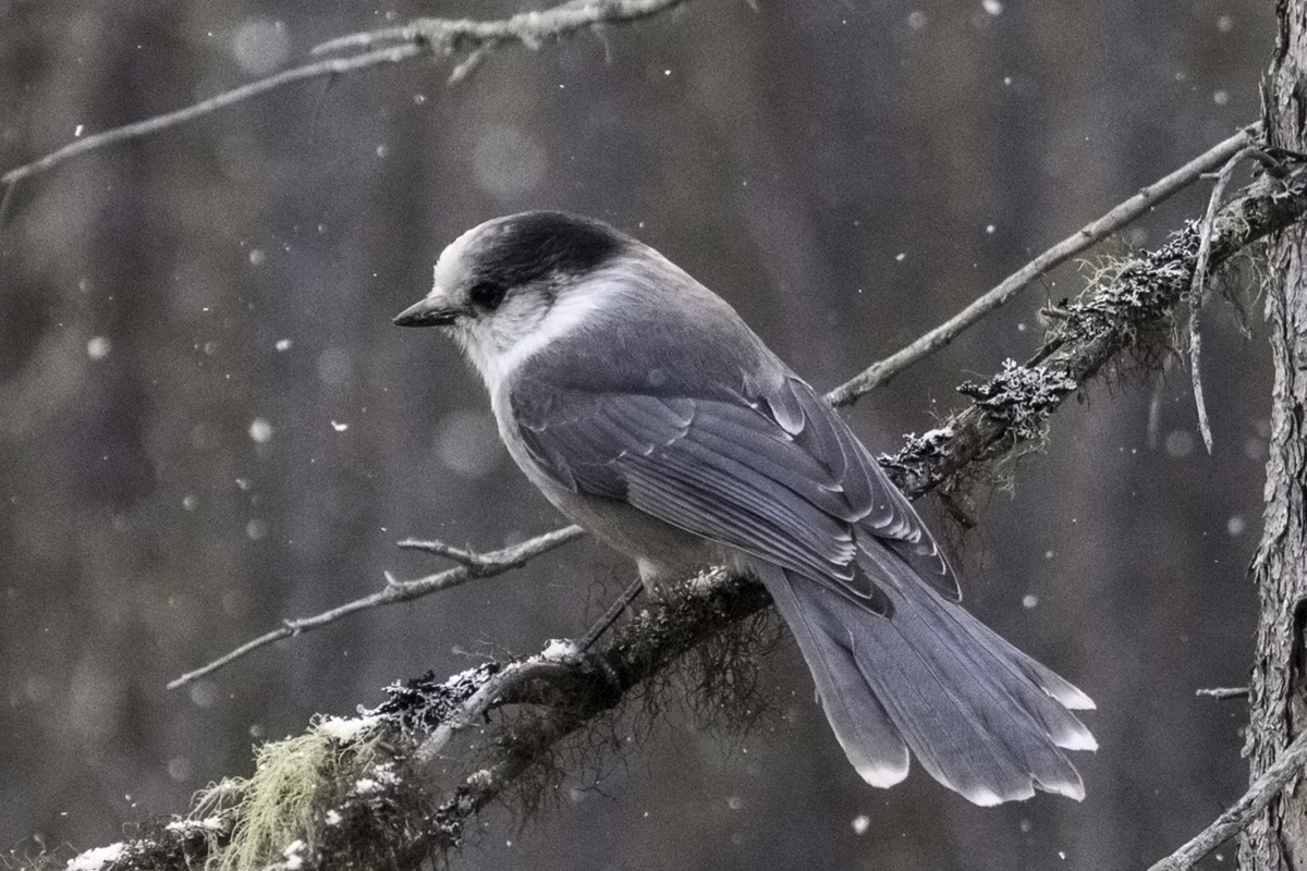 gray jay