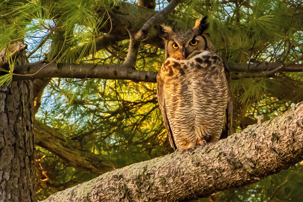 great horned owl