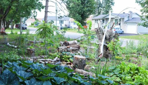 The front yard of a house with many different green plants and trees growing, and logs around the yard.