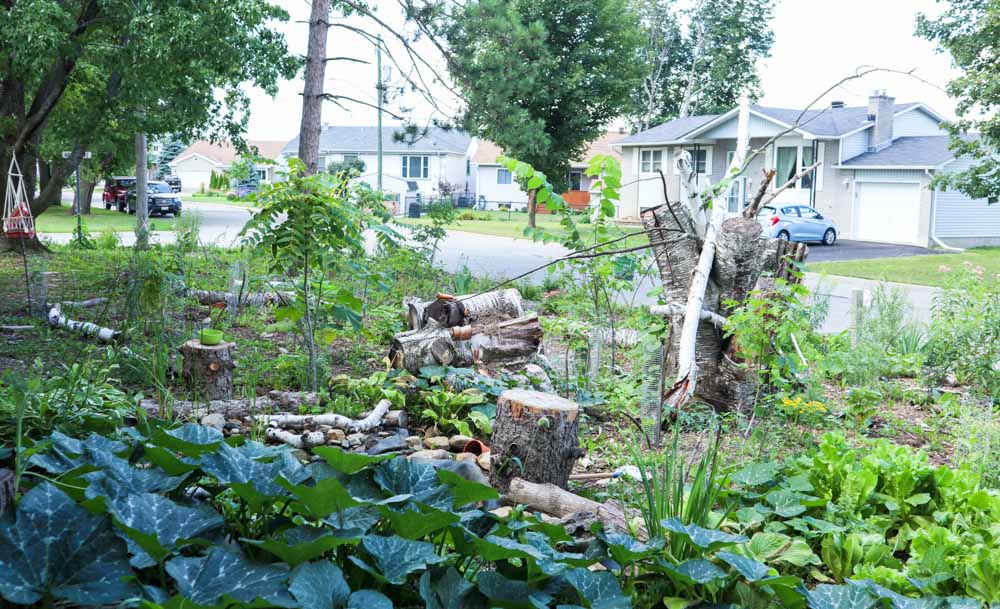 The front yard of a house with many different green plants and trees growing, and logs around the yard.