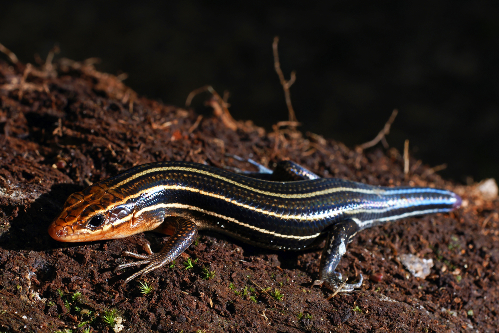 A young five-lined skink against some red earth