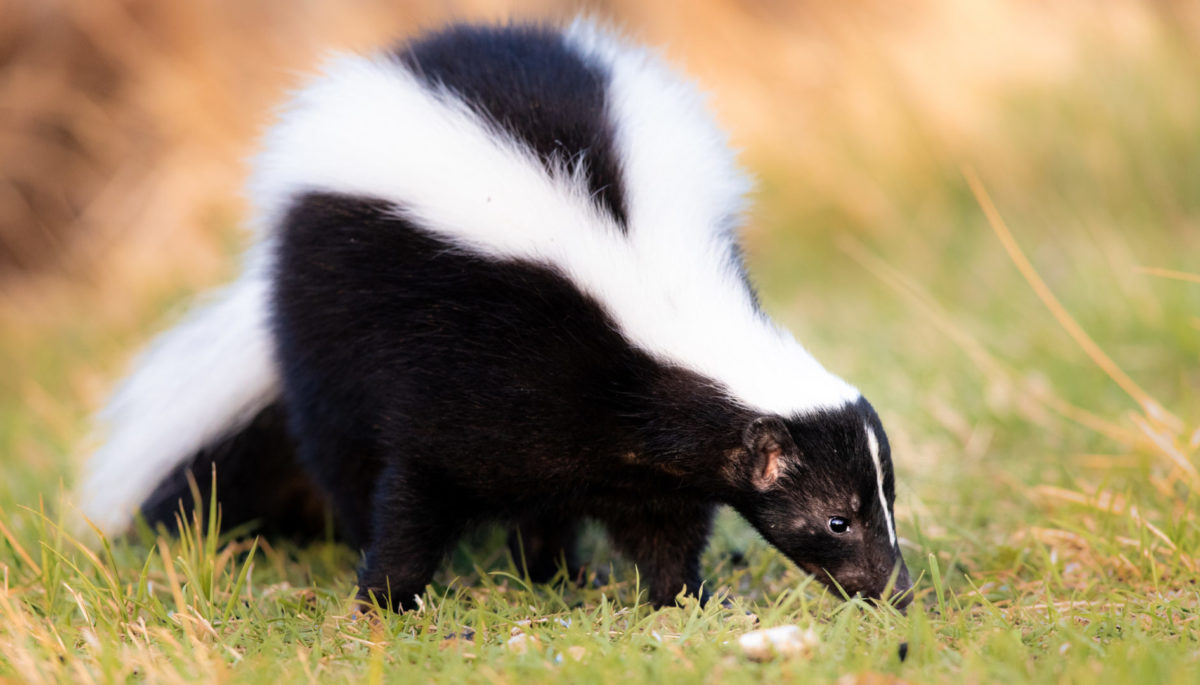 Skunk walking and sniffing in grass