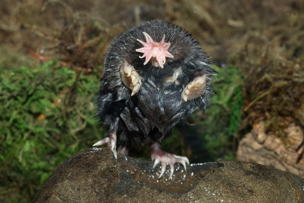 Close-up of a star-nosed mole