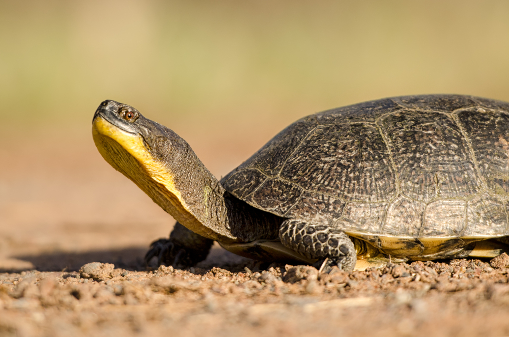 Blanding's Turtle