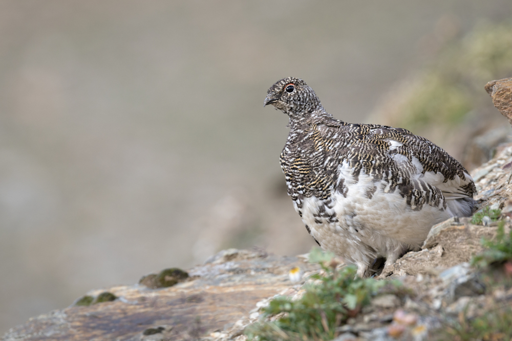 Rock,Ptarmigan,-,Lagopus,Muta,The,Rock,Ptarmigan,(lagopus,Muta)