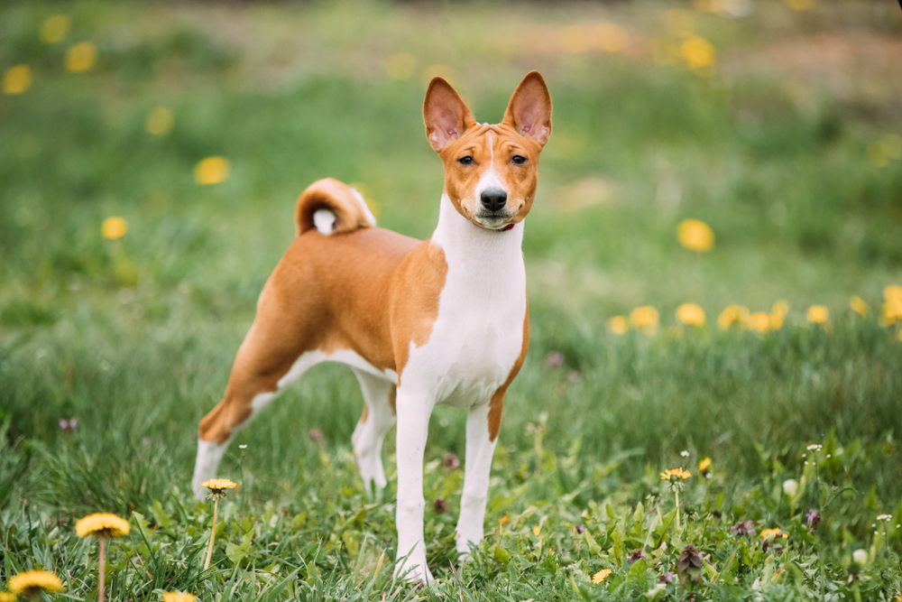 A basenji terrier standing in the grass