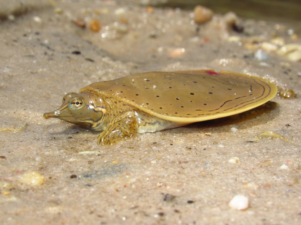 A spiny softshell turtle basking in the sand