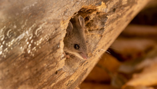 The deer mouse (Peromyscus maniculatus) north American native rodent, often called the North American deermouse hiding in a log