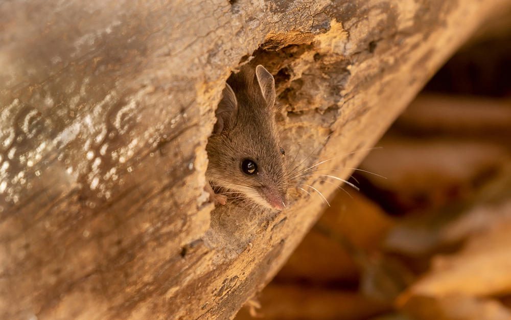 The deer mouse (Peromyscus maniculatus) north American native rodent, often called the North American deermouse hiding in a log