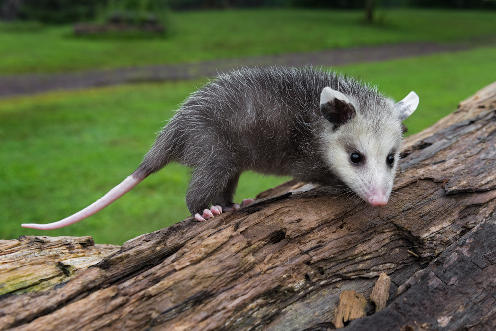 A Virginia opossum on a log