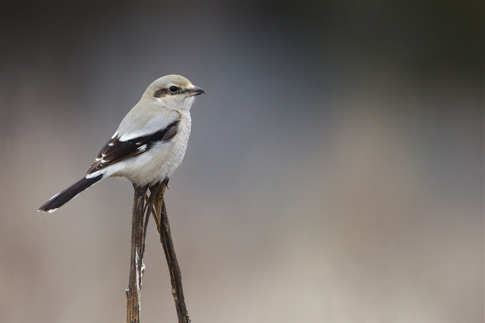 A Northern shrike resting on a spindly perch