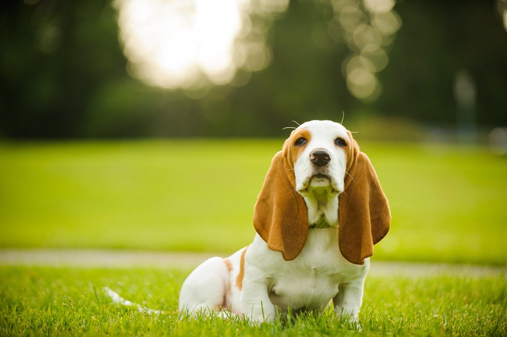 A basset hound puppy sitting in a park