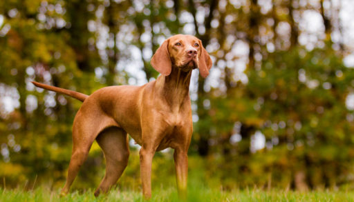 A vizsla standing in the grass