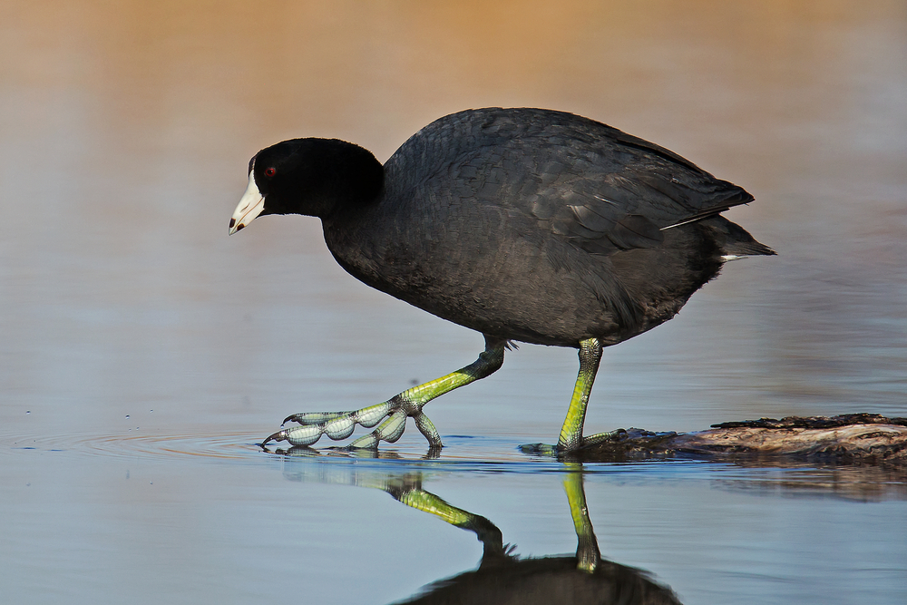 An American coot walking through shallow water