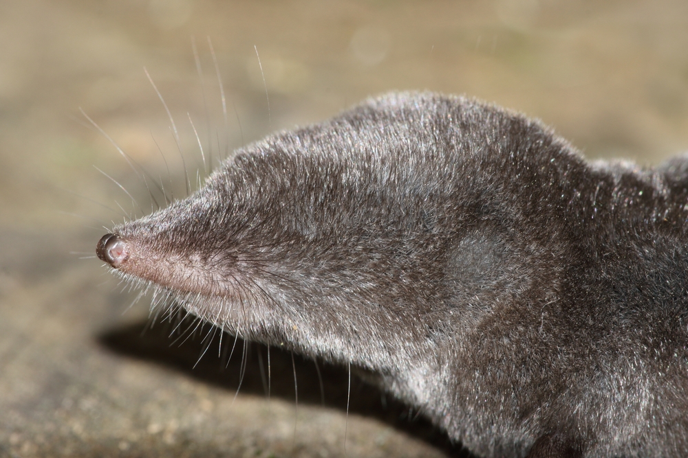 Close-up of a short-tailed shrew