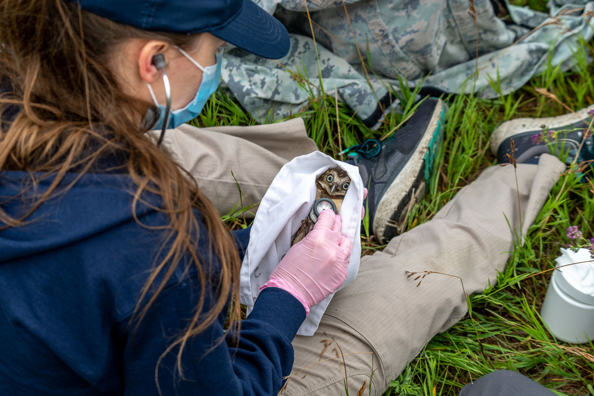 A woman cradles a burrowing owl wrapped in a sheet