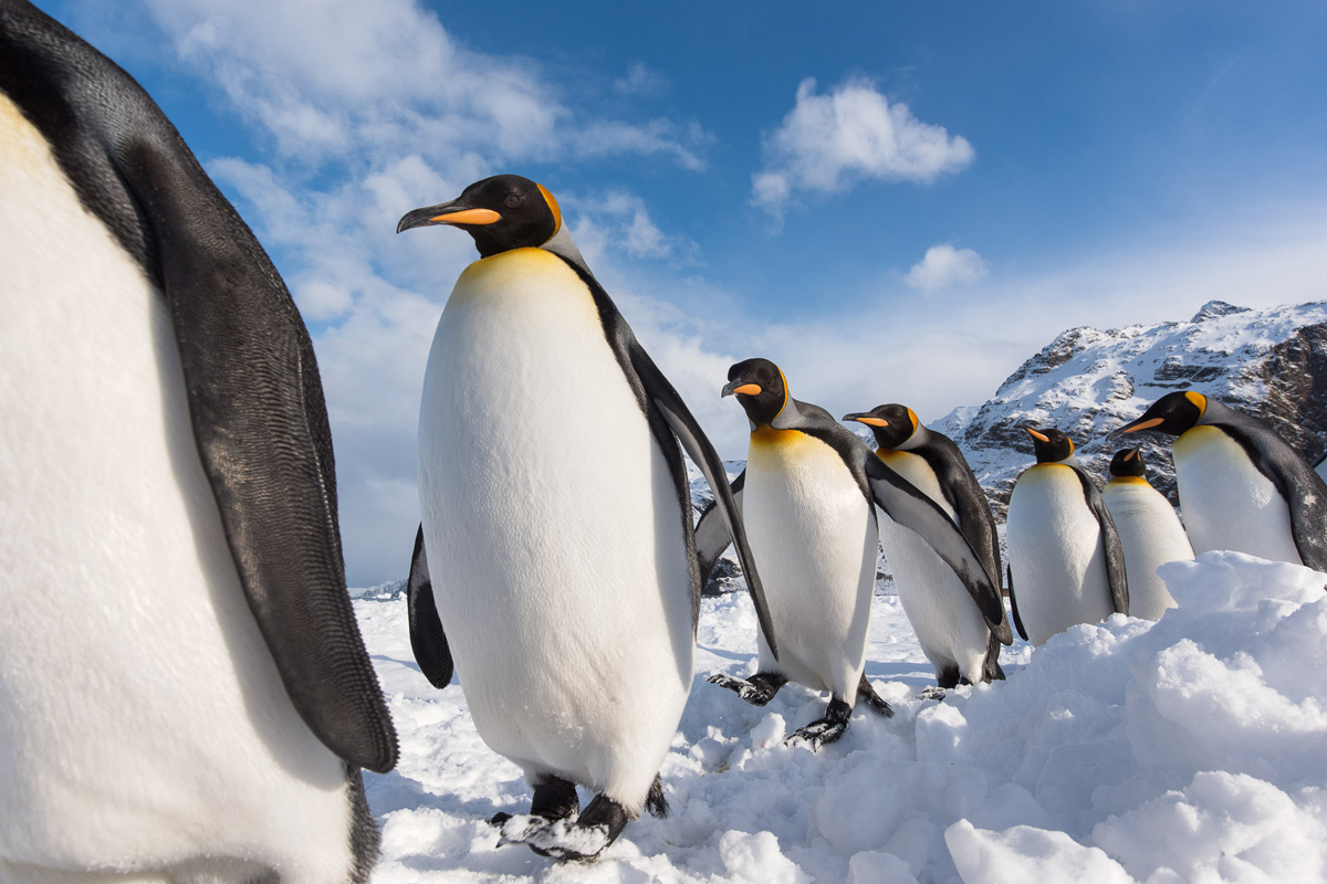 King penguins parade single file in a snowy conditions