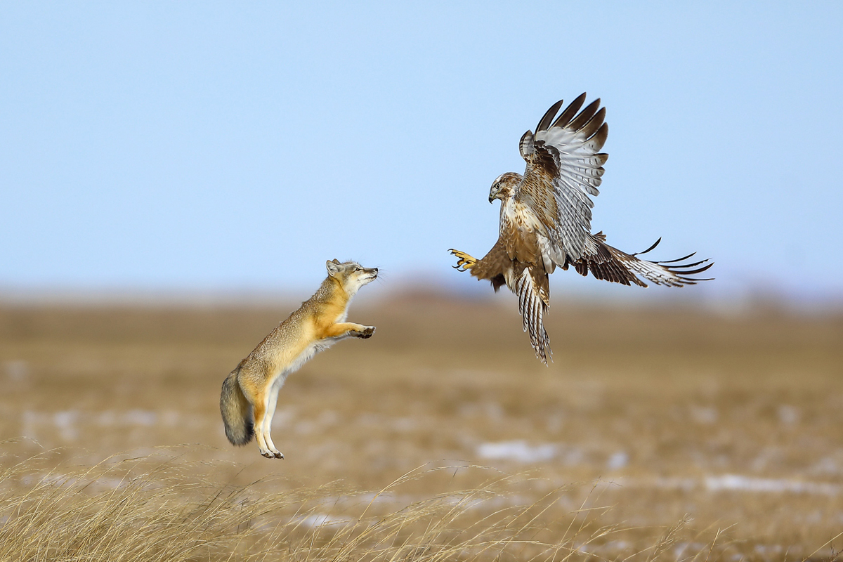 an upland buzzer bird and a corsac fox engage in a mid-air confrontation