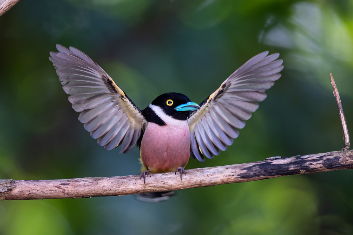 a black-and-yellow broadbill bird sits on a branch raising its wings out to the side