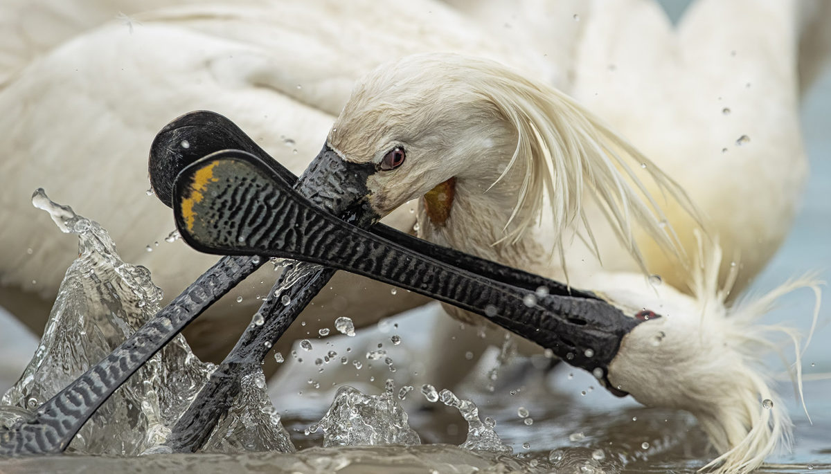Two european spoonbills have an aggressive confrontation, clashing beaks