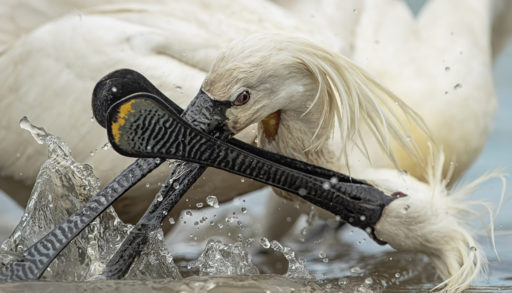 Two european spoonbills have an aggressive confrontation, clashing beaks
