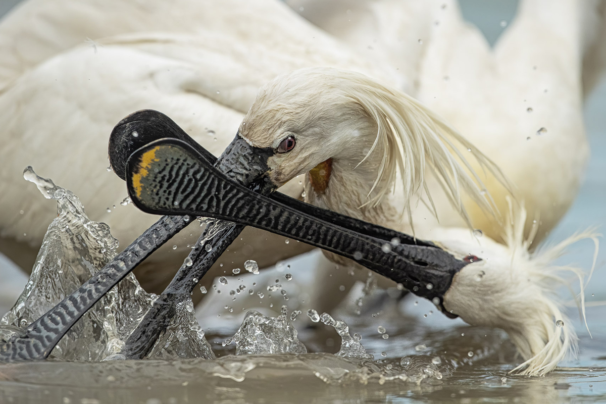 Two european spoonbills have an aggressive confrontation, clashing beaks