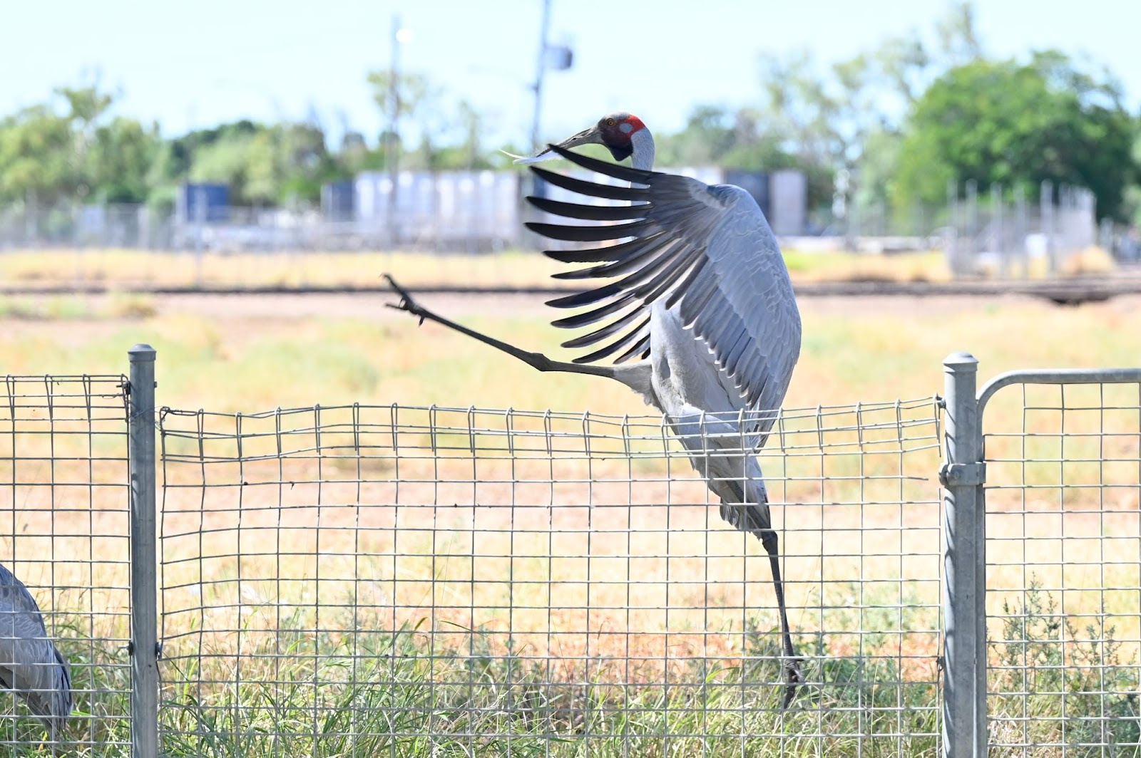 A brolga bird kicks in the air.