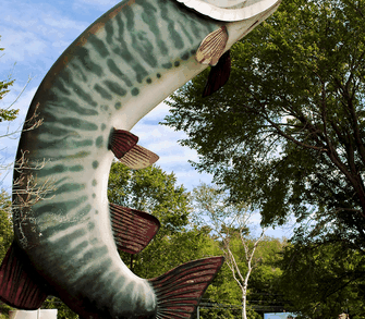 A before and after of Husky the Muskie