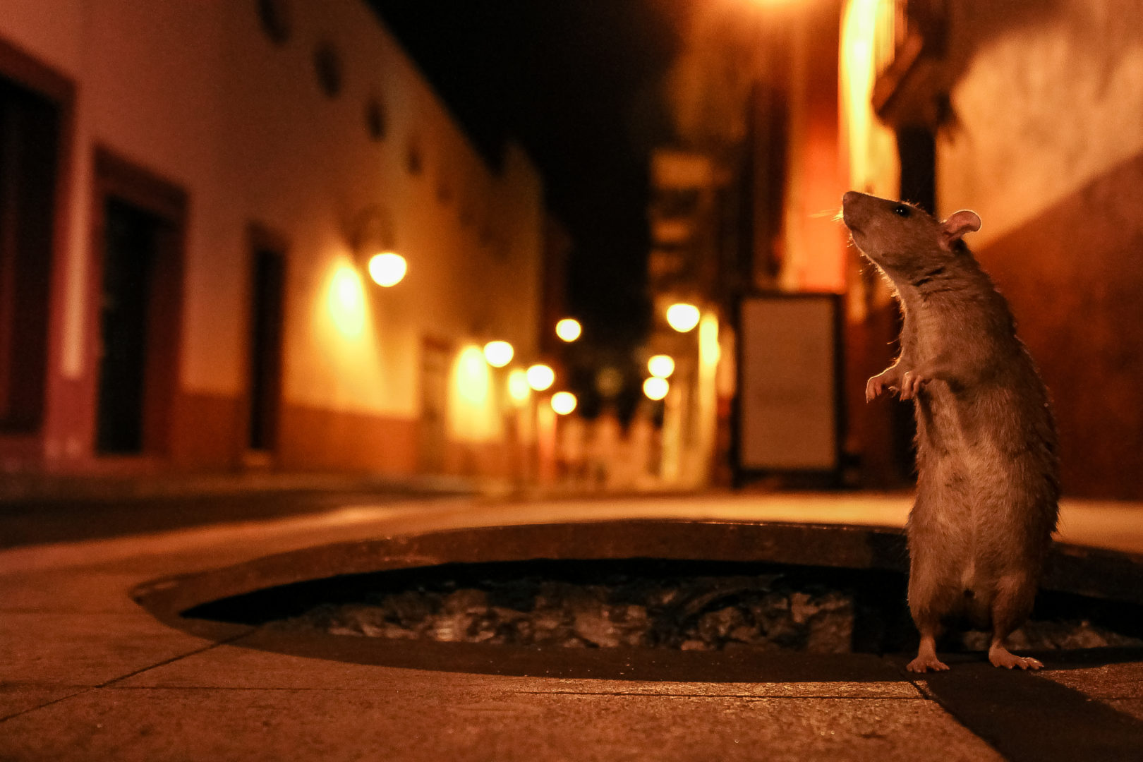 A rat stands by a sewer at night
