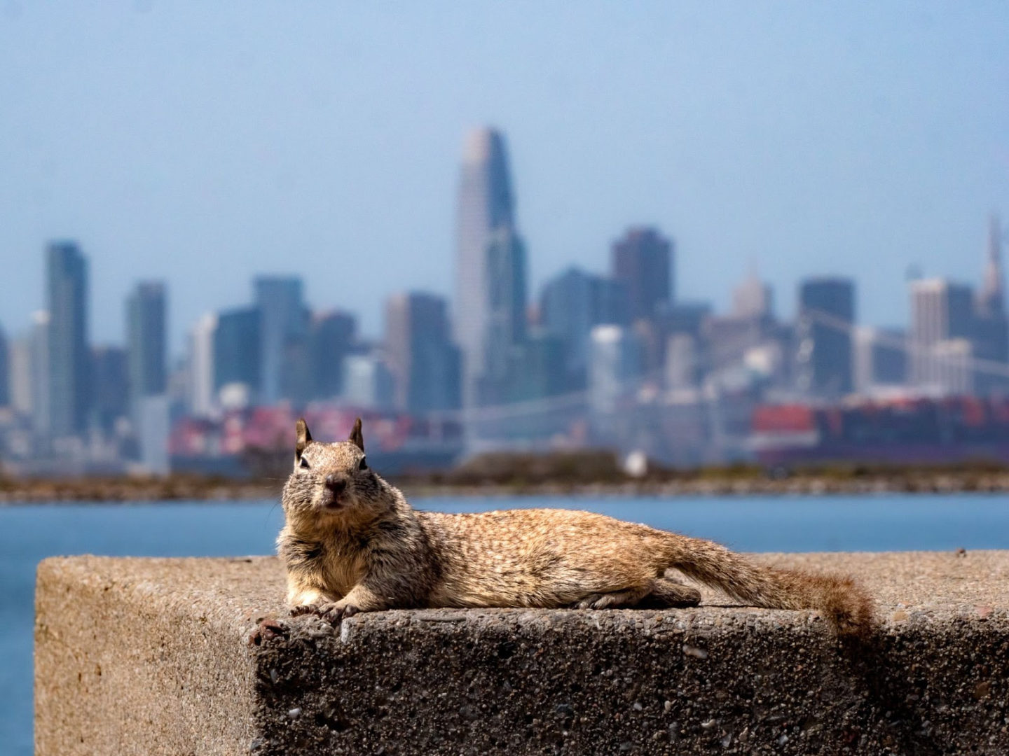 A squirell sits relaxed with a cityscape in the background.